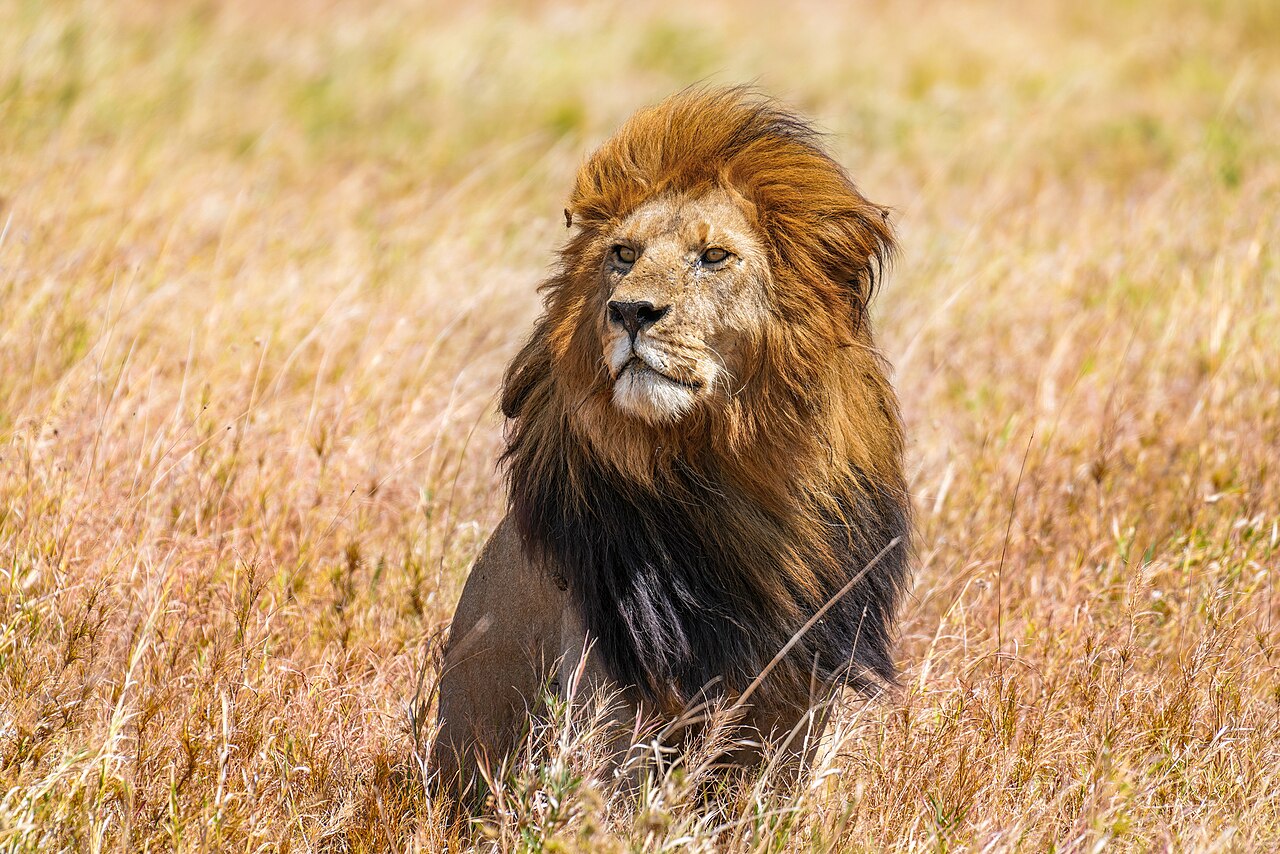 Tanzania
